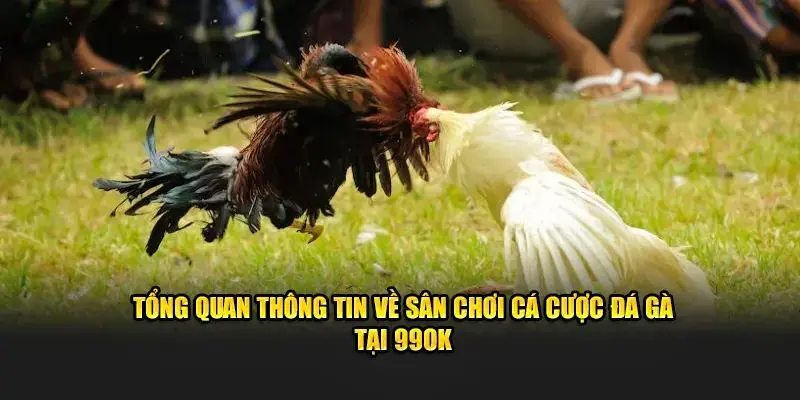 Điều gì tạo nên sức hút của đá gà 99OK