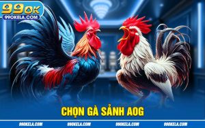 Chọn Gà Sảnh AOG 99OK- Các Phương Pháp Lựa Chọn Chiến Kê