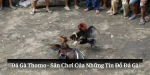 Đá Gà Thomo 99OK: Sân Chơi Của Những Tín Đồ Đá Gà