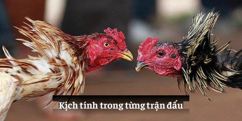 Tuân thủ kỷ luật về ngân sách khi tham gia đá gà